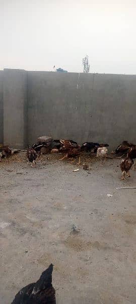 All hens available contact 03134614251 1