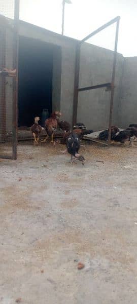 All hens available contact 03134614251 2