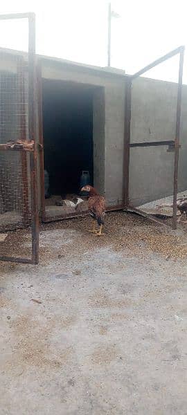 All hens available contact 03134614251 3