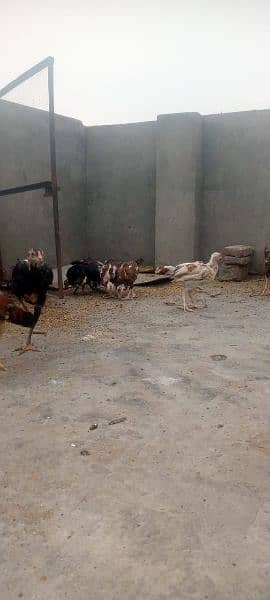 All hens available contact 03134614251 4