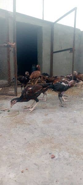 All hens available contact 03134614251 6