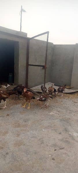 All hens available contact 03134614251 7