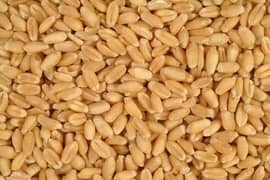 Fresh wheat and rice for sale