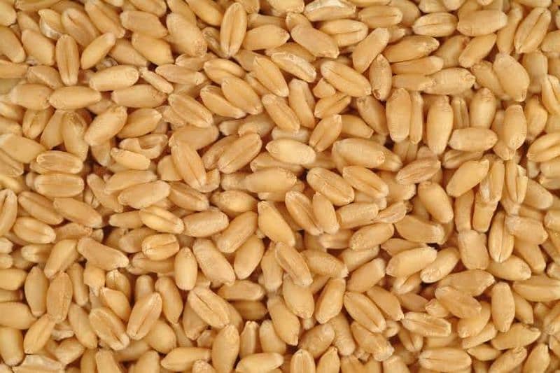 Fresh wheat and rice for sale 0