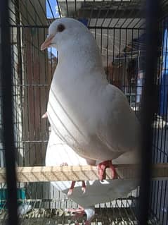 king Pigeon pair for sell