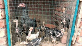 Aseel Mianwali Mother Hen and 7 chicks for sale
