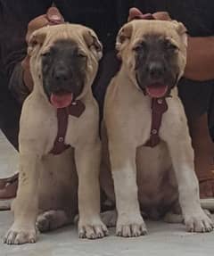 Kurdish Kangal pair 2 month security dog for sale