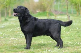 labrador dog heavy bone black colour male 2 year