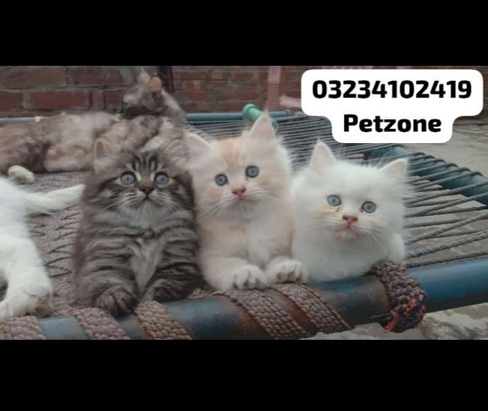 3 kittens for sale triple coated 0