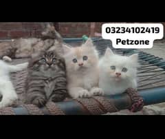 persian kitten for sale (all male)