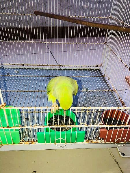 green ringneck female available for sell 4