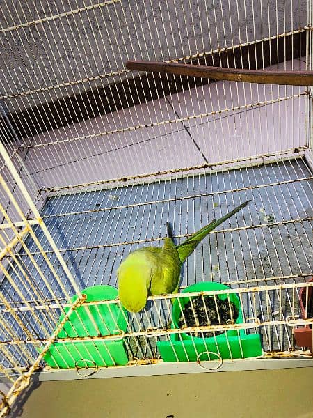 green ringneck female available for sell 5