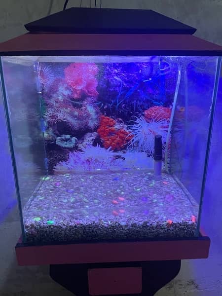 fish aquarium for sell all ok condition 6