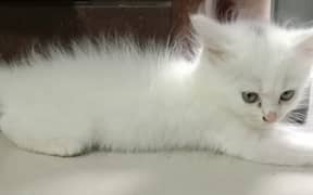 4 Persian Kittens 2 months old