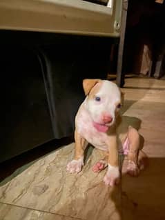 American Pitbull puppies 0