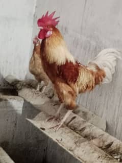 Desi cock for sale. 0310-1287429