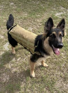 Dog tactical harness vest 0