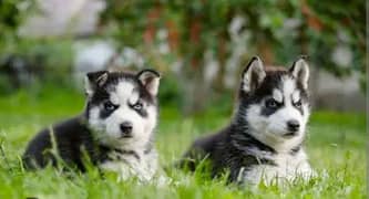 Siberian puppyes