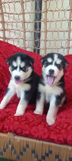 Top Quality Siberian Huskies Male & Female Blue Eyes & Unique Color