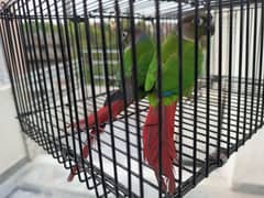 Love bird Green cheek conure pair with DNA for sale.