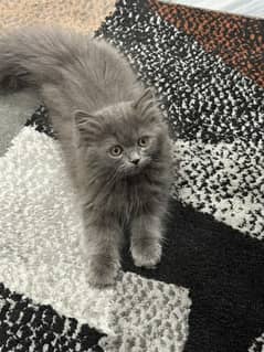 Grey Persian kitten looking for a new home 0