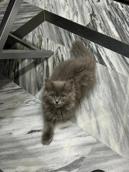 Grey Persian kitten looking for a new home 1