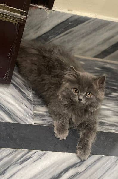Grey Persian kitten looking for a new home 2