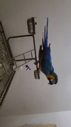 blue and gold macaw, green wing macaw
