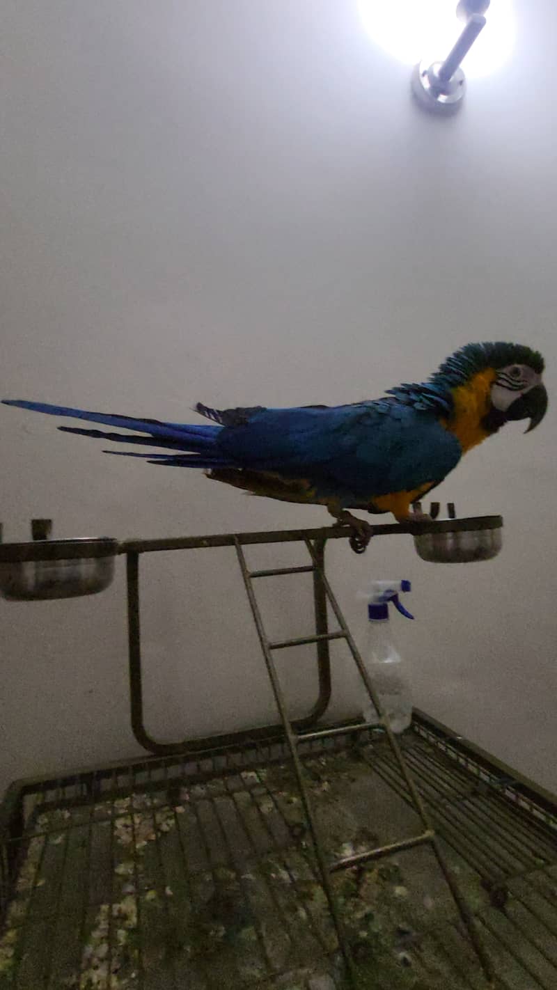 blue and gold macaw, rosemarry electus male, green wing macaw 1