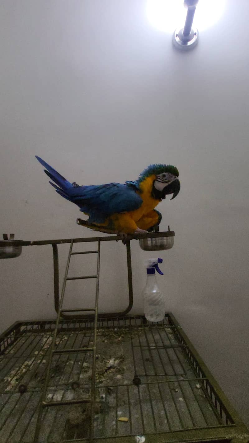 blue and gold macaw, rosemarry electus male, green wing macaw 2