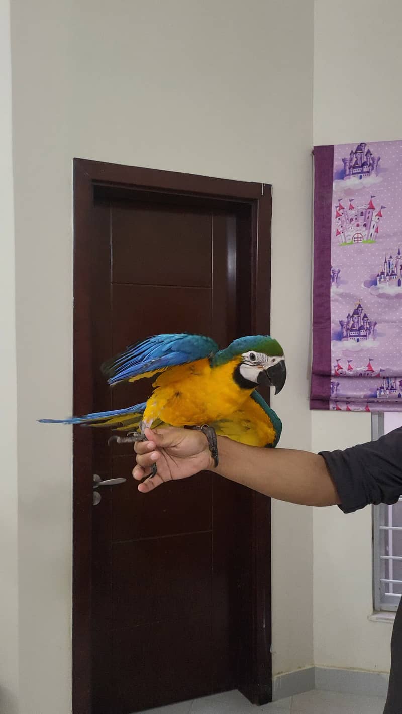 blue and gold macaw, rosemarry electus male, green wing macaw 6