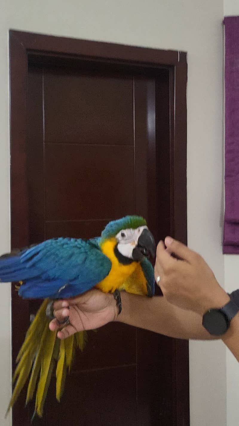 blue and gold macaw, rosemarry electus male, green wing macaw 7