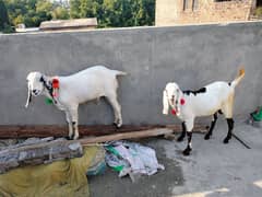 Young kheeray  three. Excellent for Qurbani 2025 .