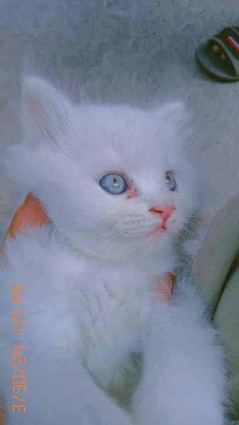 white Persian cute cat 1
