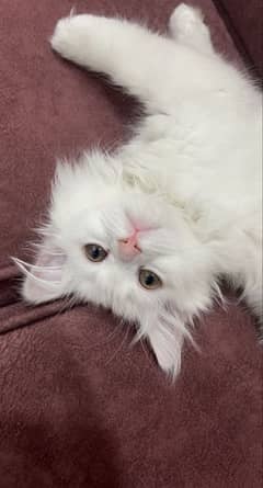 white Persian cute cat