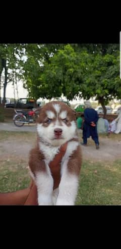 Puppies available for sale,Siberian Husky puppies