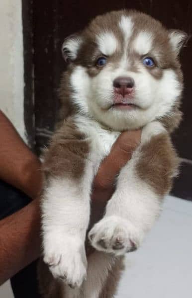 Puppies available for sale,Siberian Husky puppies 1