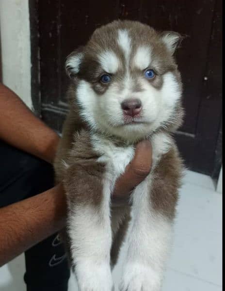 Puppies available for sale,Siberian Husky puppies 2