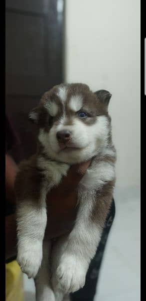 Puppies available for sale,Siberian Husky puppies 3