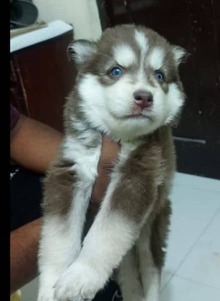 Puppies available for sale,Siberian Husky puppies 4