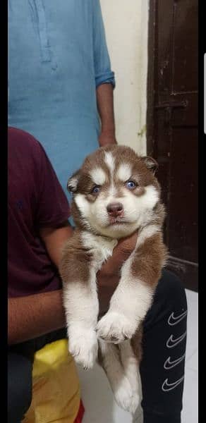Puppies available for sale,Siberian Husky puppies 5
