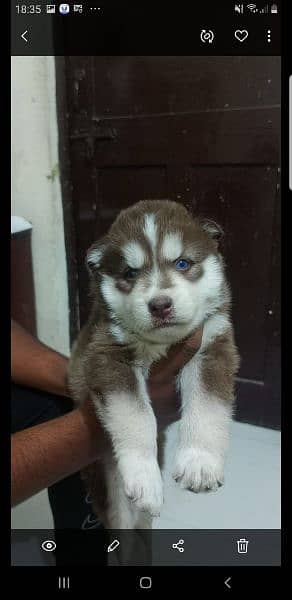 Puppies available for sale,Siberian Husky puppies 6