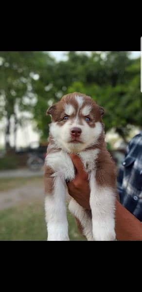 Puppies available for sale,Siberian Husky puppies 8