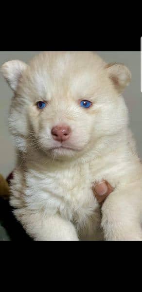 Puppies available for sale,Siberian Husky puppies 9