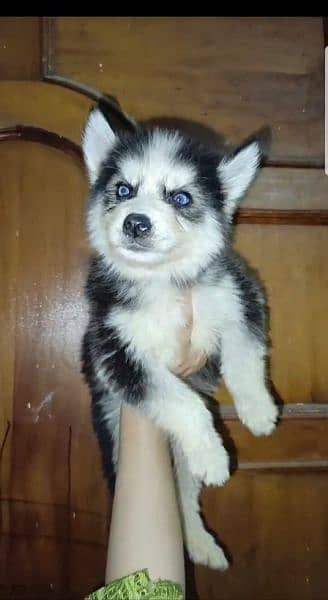 Puppies available for sale,Siberian Husky puppies 13