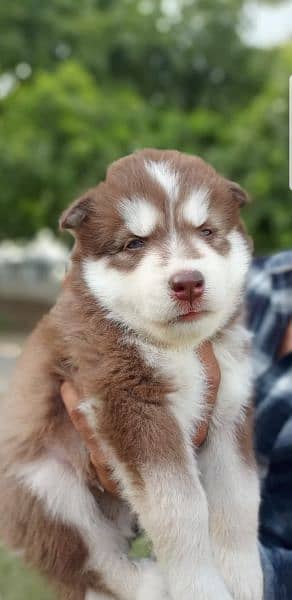 Puppies available for sale,Siberian Husky puppies 16