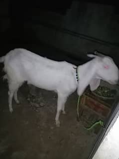 Female Goat