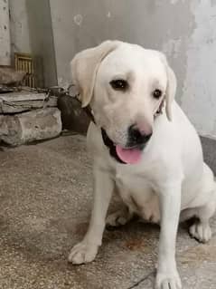 lab female fully active