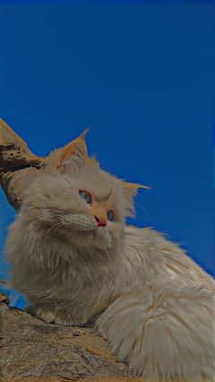 Persian male cat triple coat white color