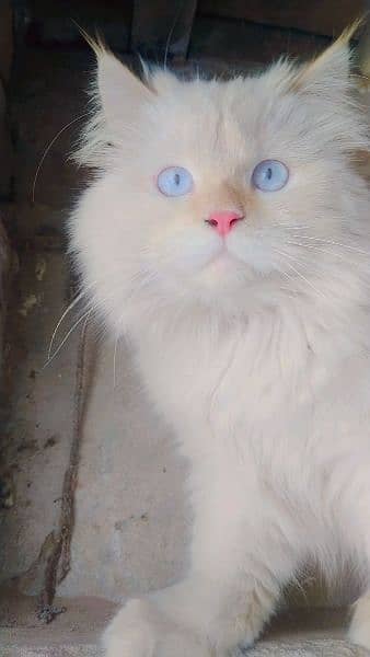 Persian male cat triple coat white color 1